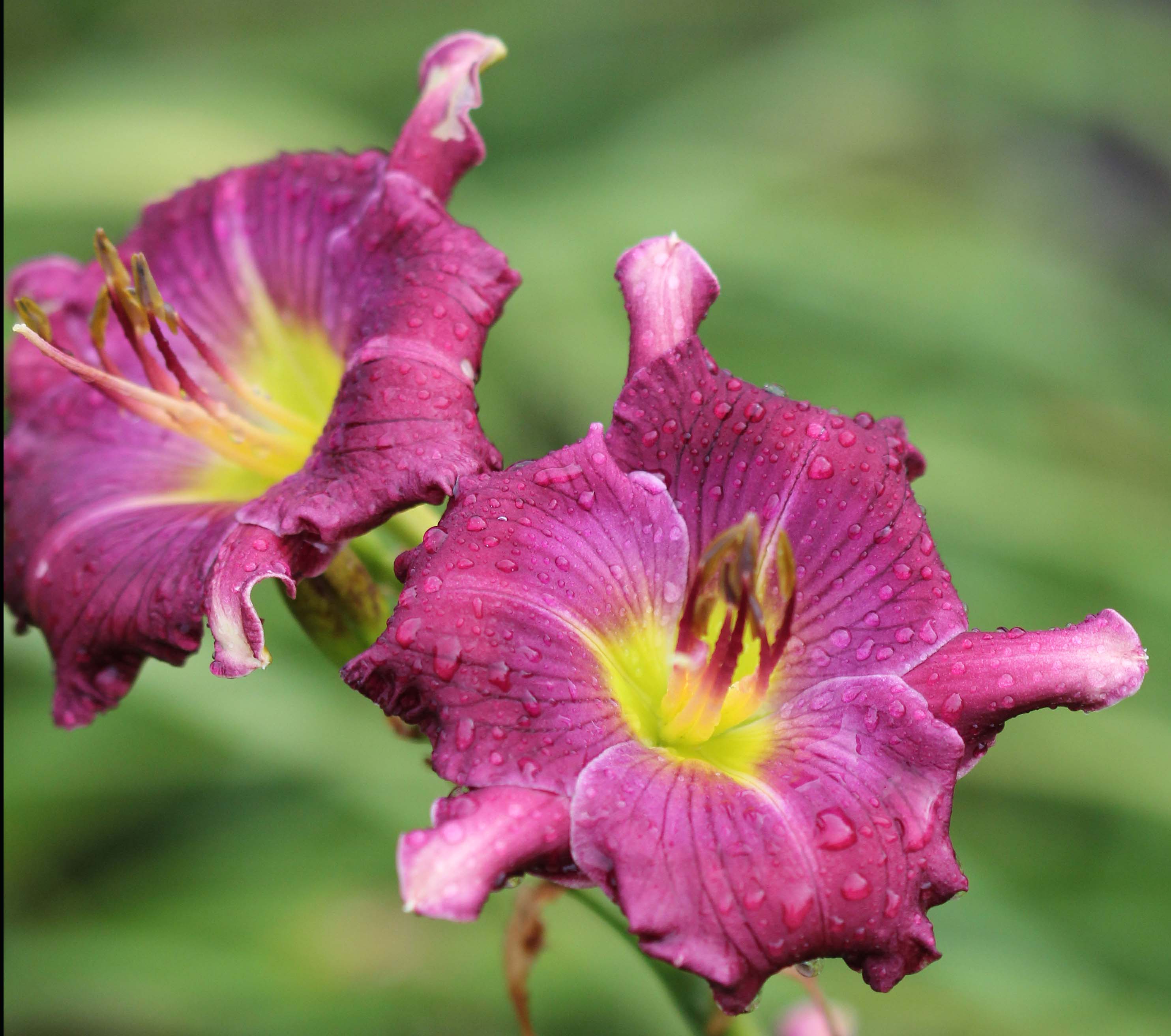 Nature's Purple Butterfly